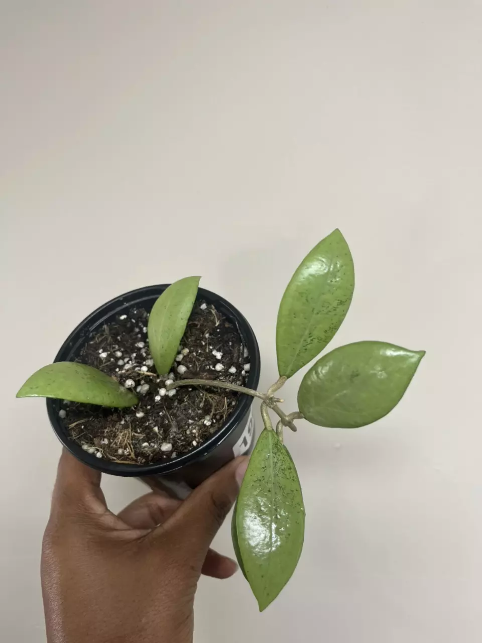 Hoya Erythrostemma Silver thumbnail