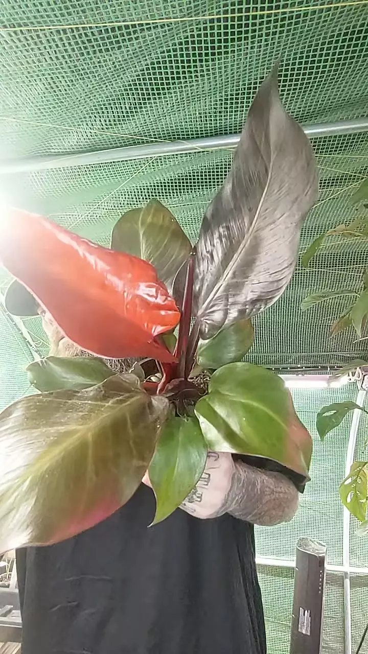 1257 Philodendron Red Luna thumbnail