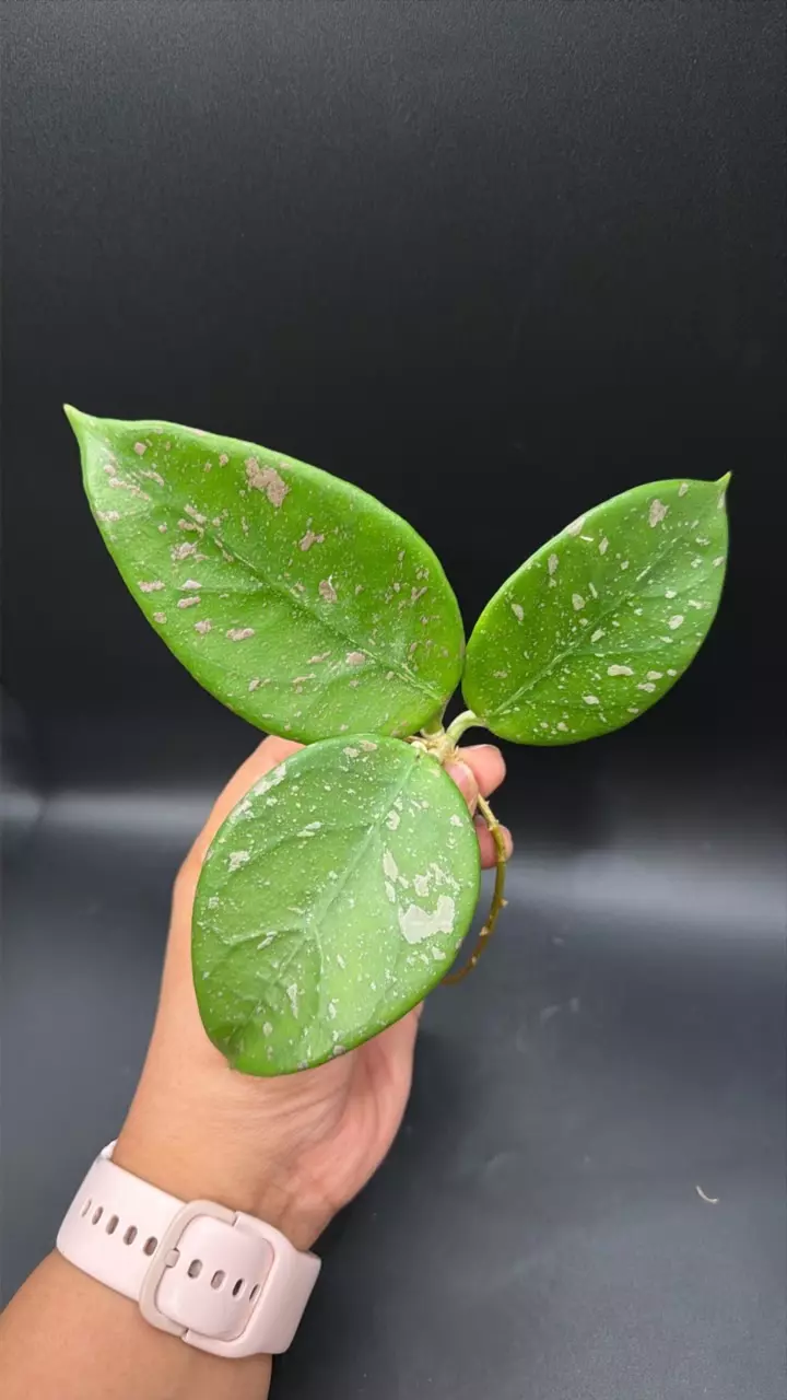 Hoya Lai Chau Splash fresh Cutting #03 thumbnail