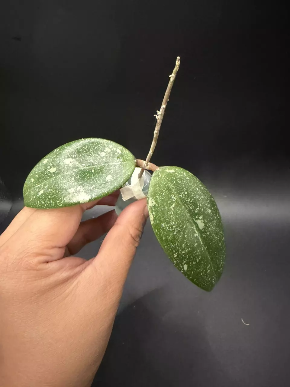 Hoya Vietnam AH001 splash fresh cutting thumbnail