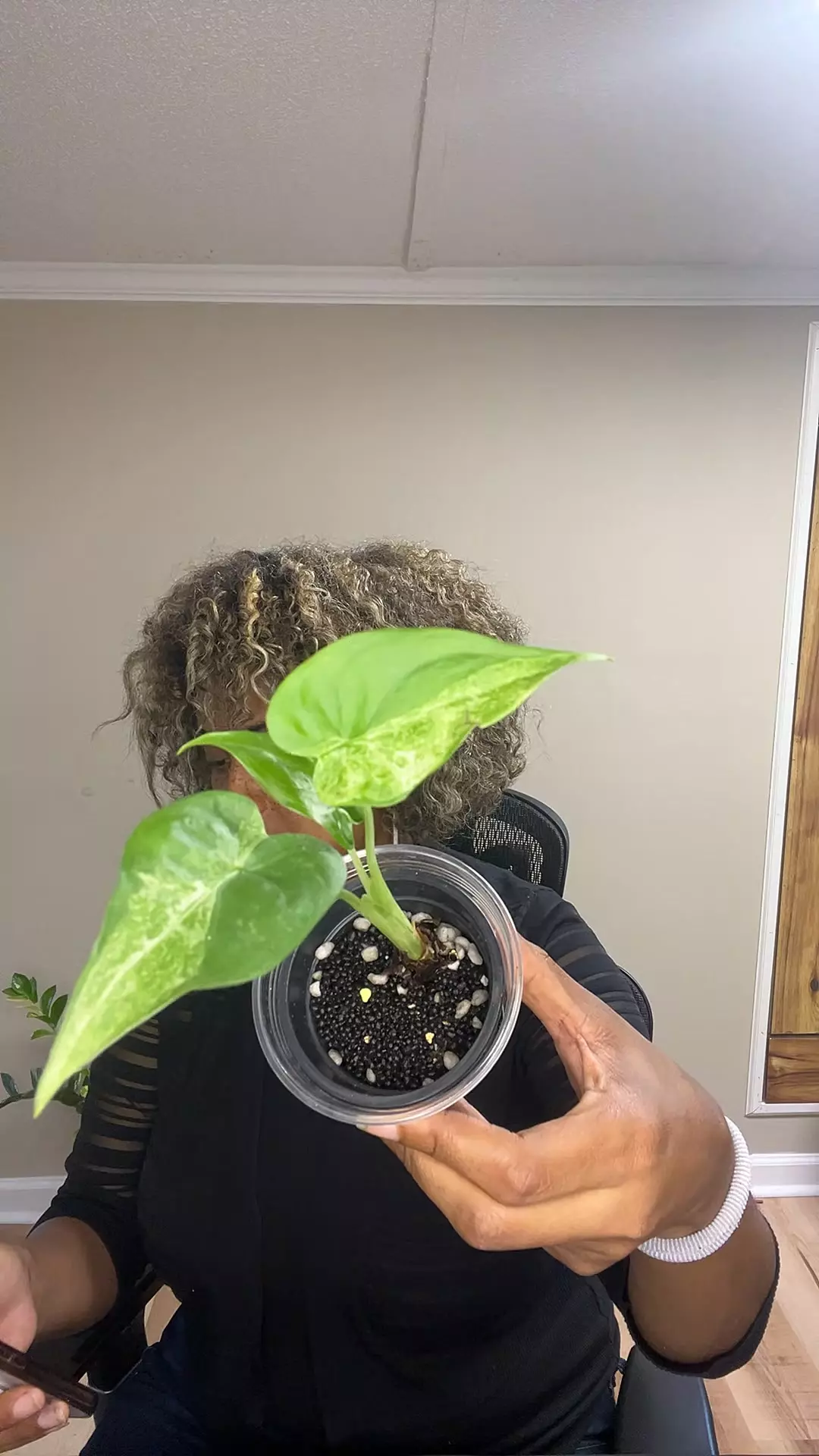 alocasia cuculata mint thumbnail