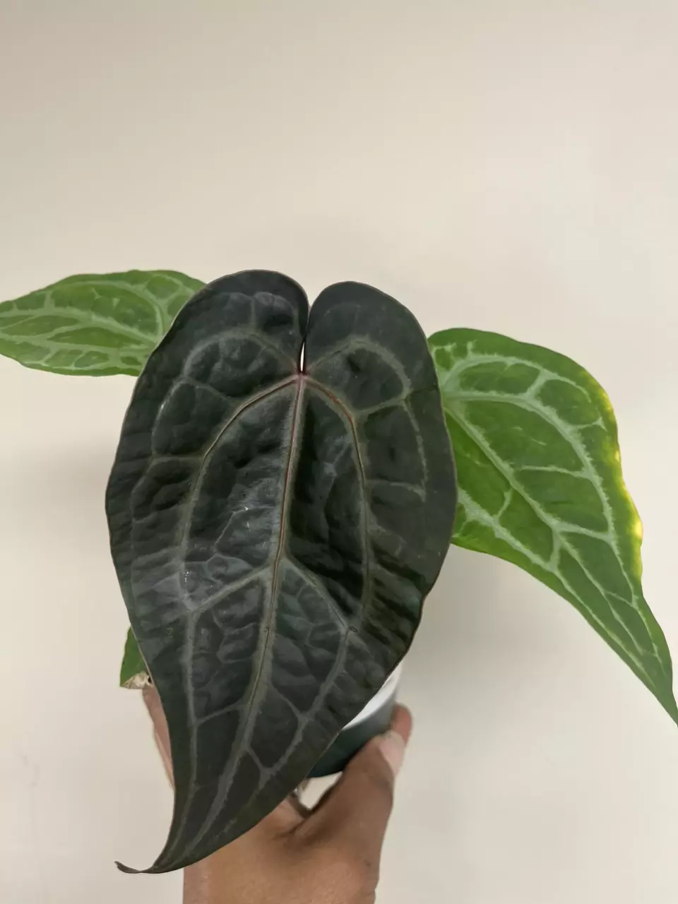 Anthurium Michelle x SKG silver thumbnail