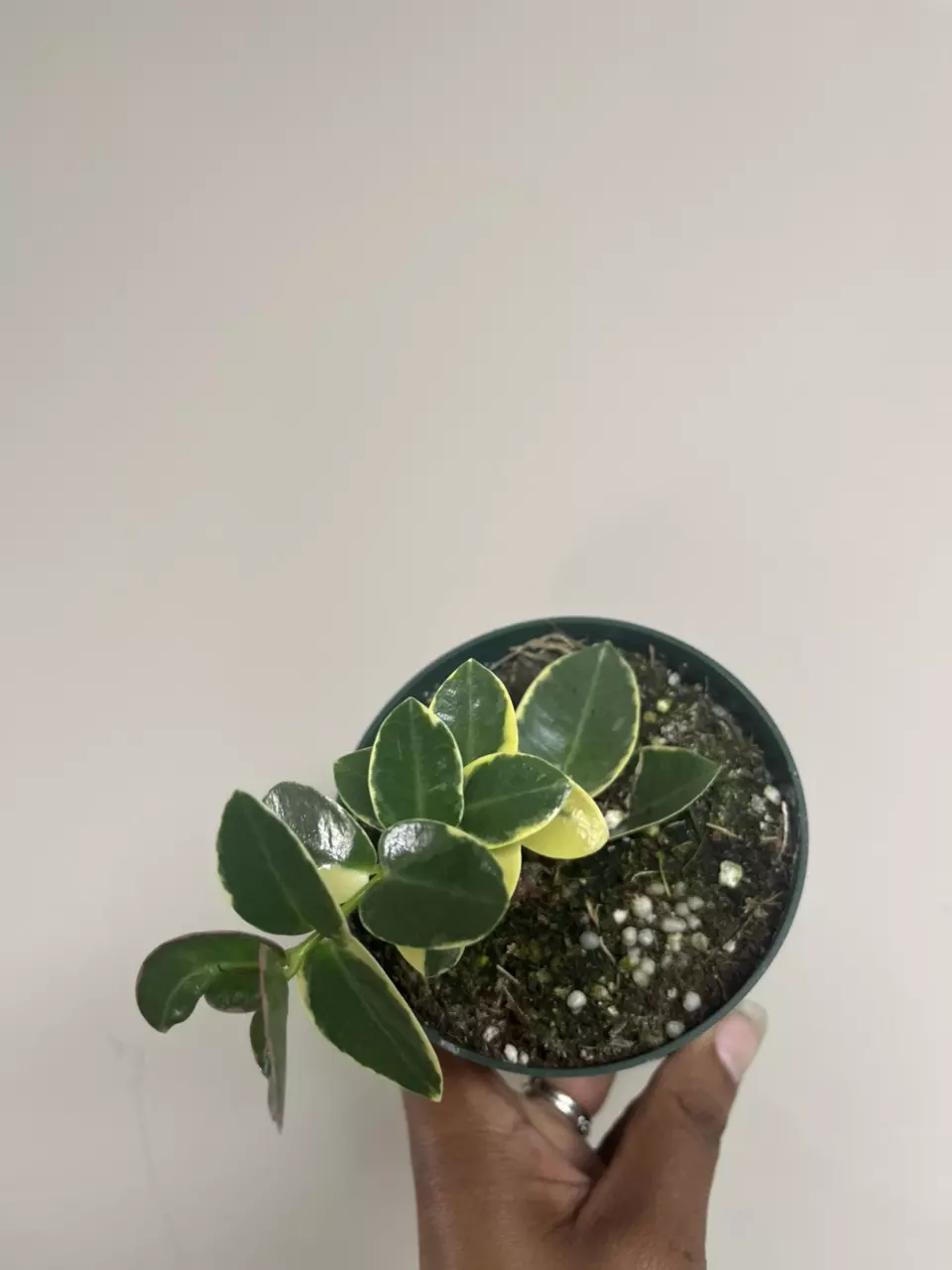 Hoya Cummingiana Albo thumbnail