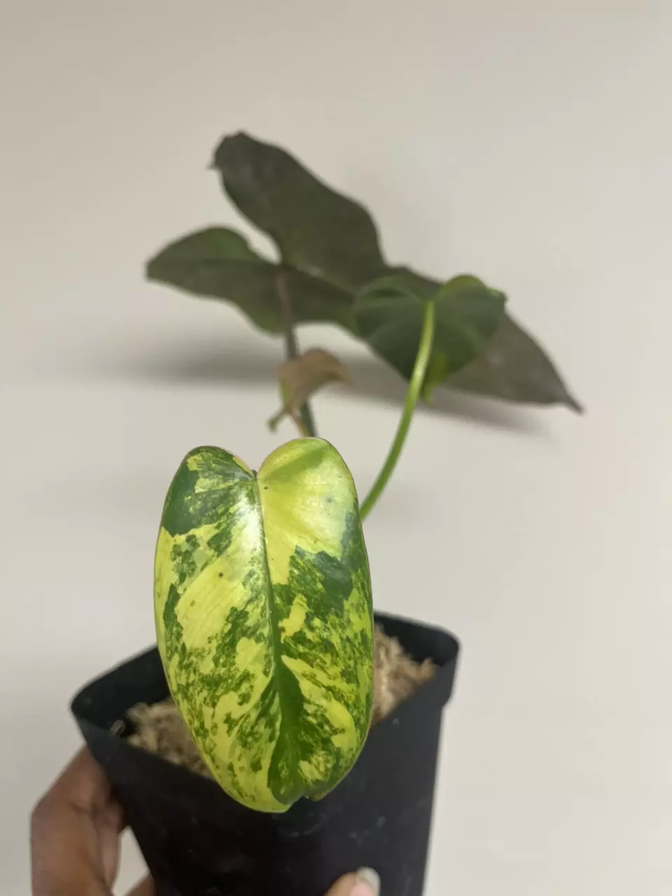 Philodendron Billie x Flobe (Brown Beauty) thumbnail