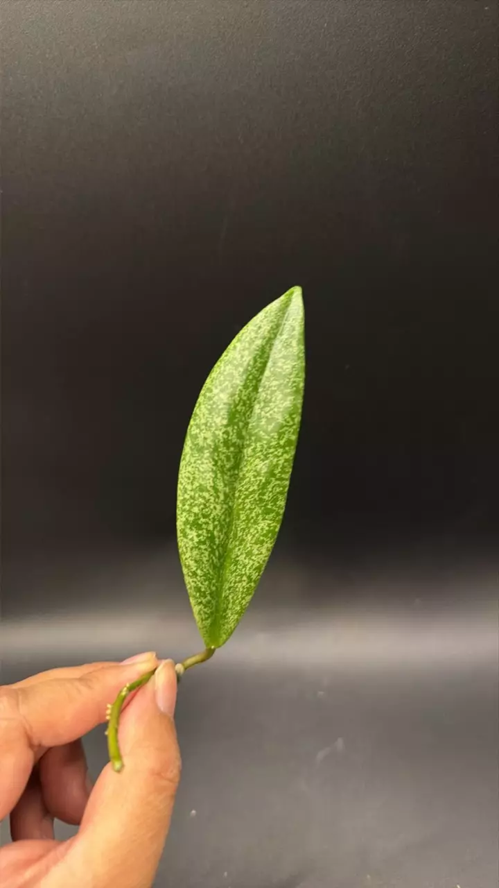 Hoya Jita Silver Fresh Cutting #01 thumbnail