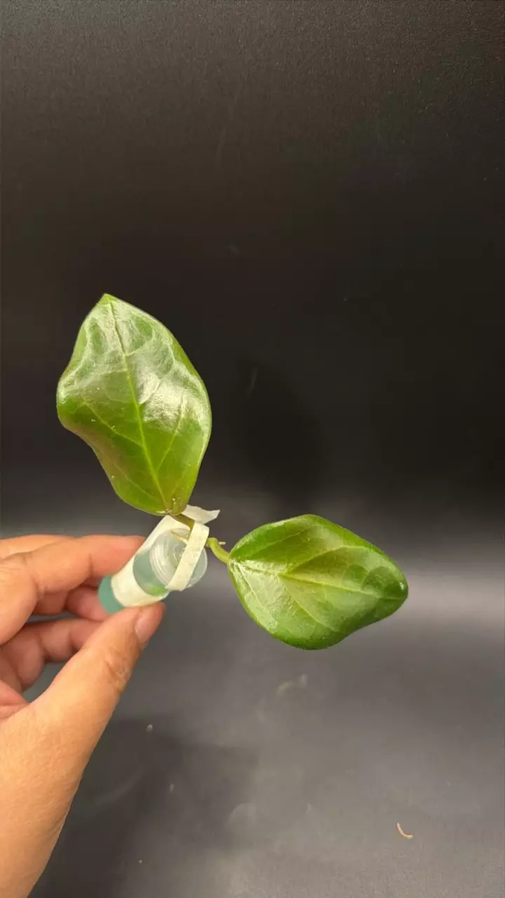 Hoya aff Burtoniae x seed01 UPT fresh cutting thumbnail