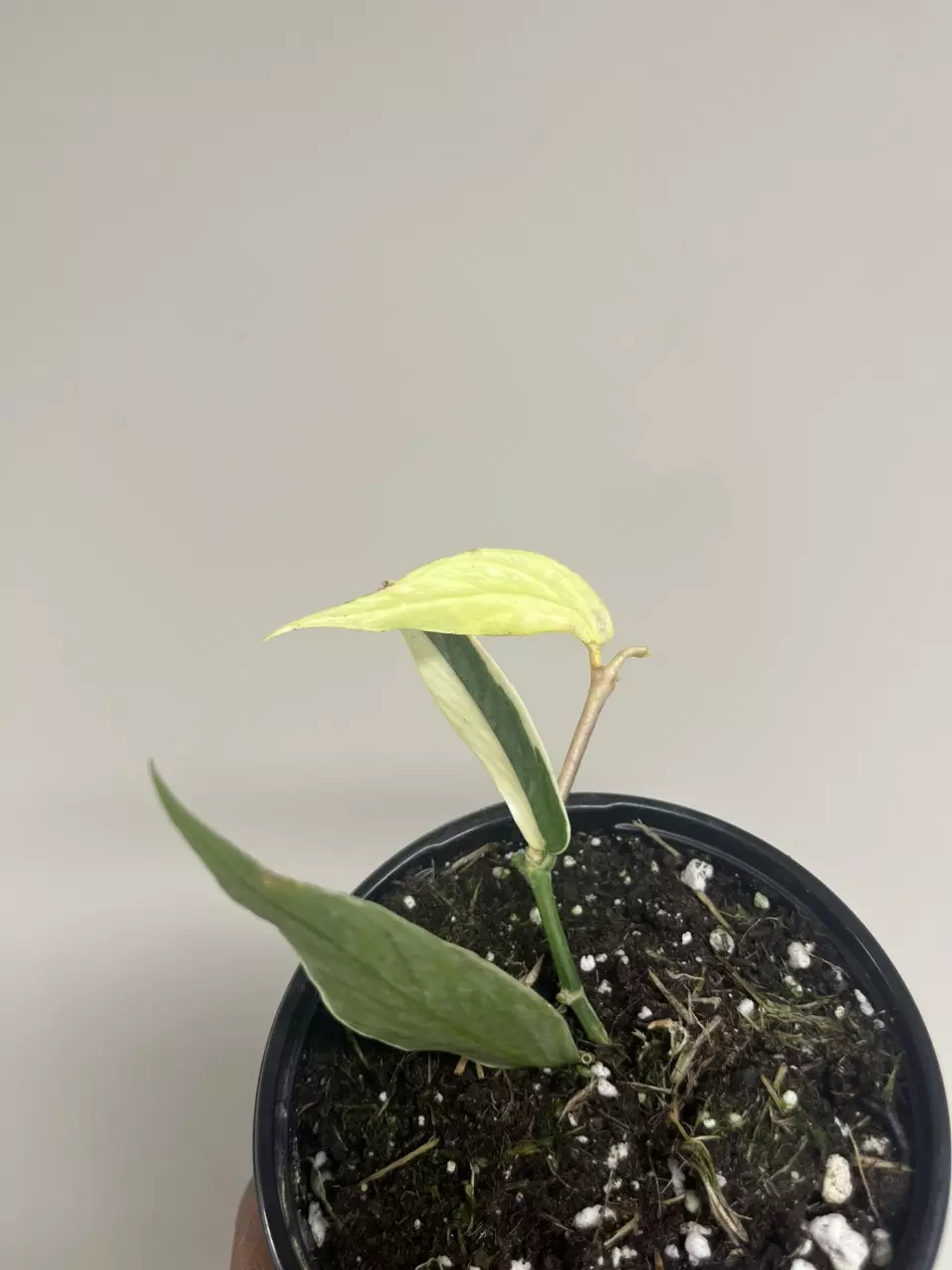 Hoya Polyneura Albo thumbnail