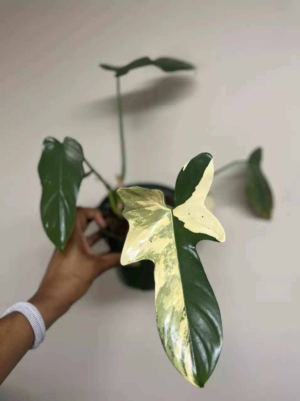 variegated bipen (bottom) thumbnail