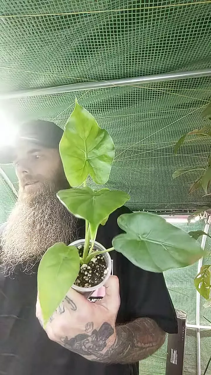 1258 Alocasia thumbnail