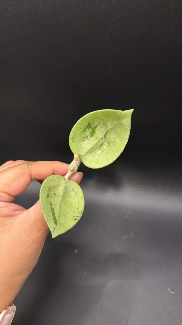 Hoya Heart Leaf Silver fresh Cutting #01 thumbnail