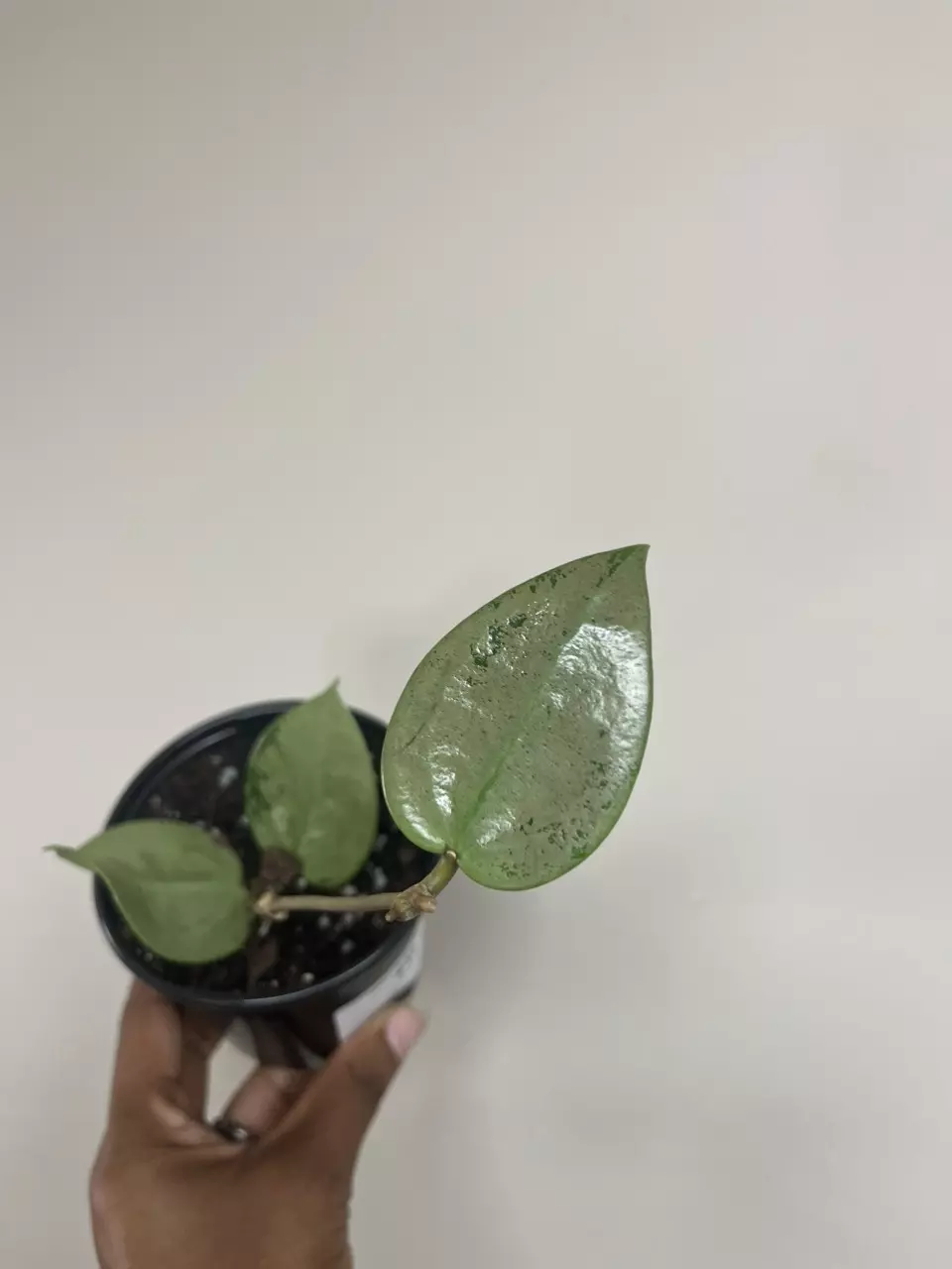 Hoya Verticillata Silver Heart thumbnail