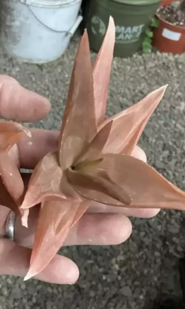 Pink! Bronze Aloe cutting thumbnail