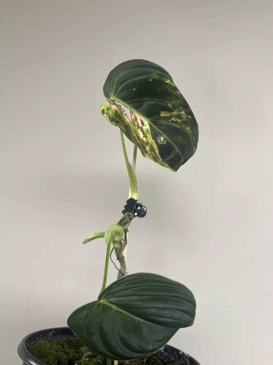 variegated Melanochrysum (bottom cut) thumbnail