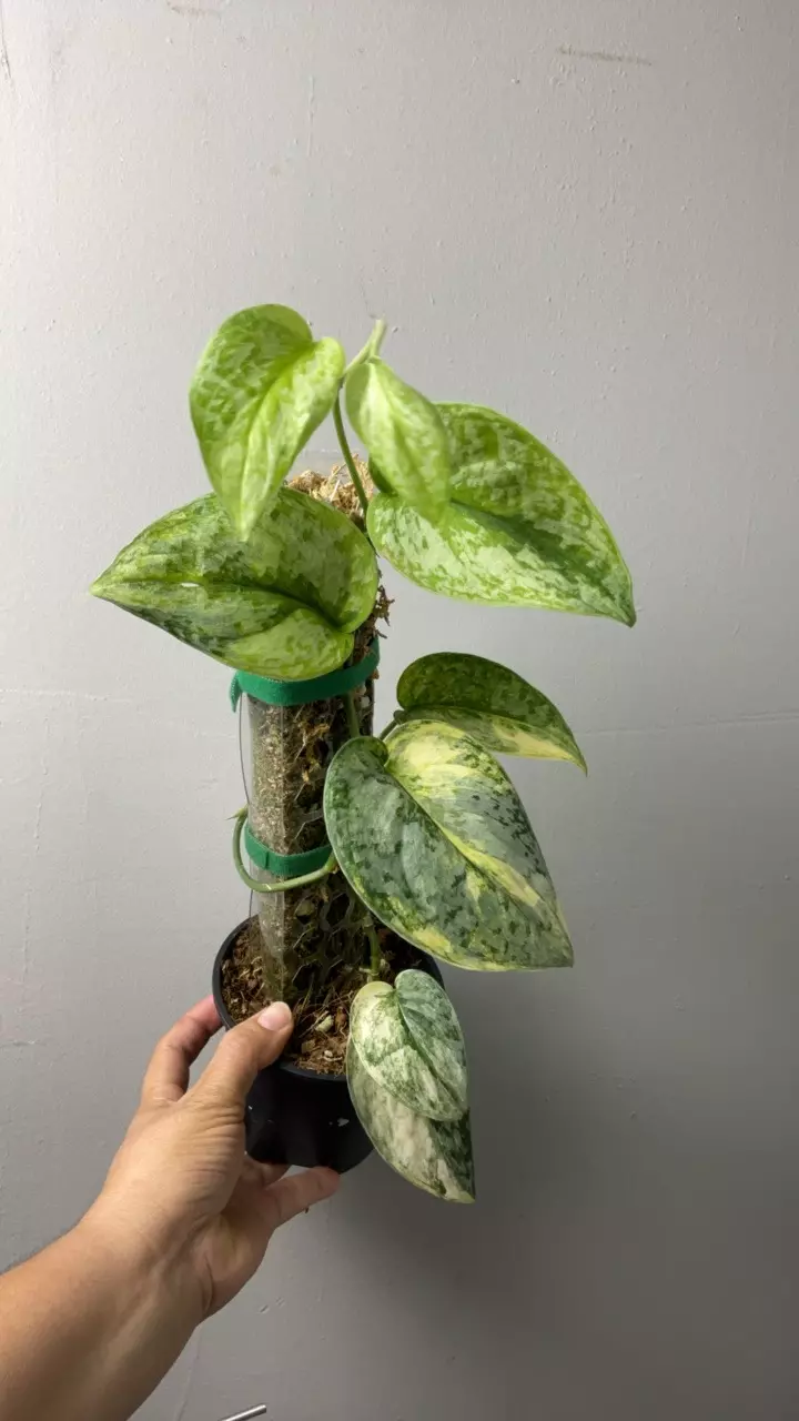 3682 Scindapsus geulis xl thumbnail