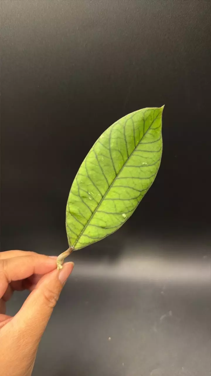 Hoya Sabah fresh cutting #01 thumbnail
