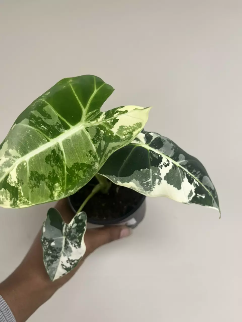 Alocasia Frydek Variegated thumbnail