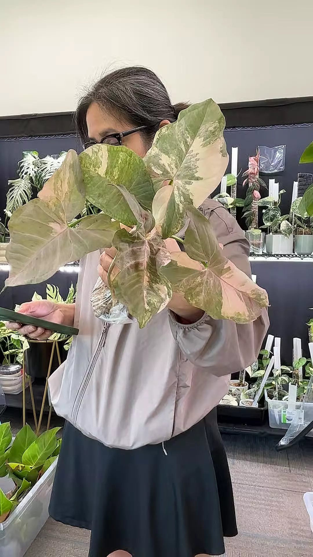variegated double Pink spot sellers choice thumbnail