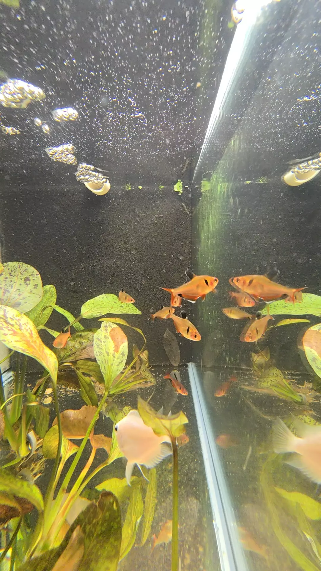 Serpae Tetra ×7 thumbnail