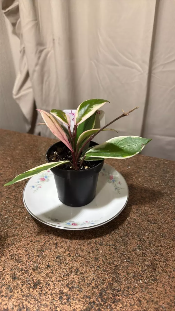 Hoya Crimson Queen thumbnail