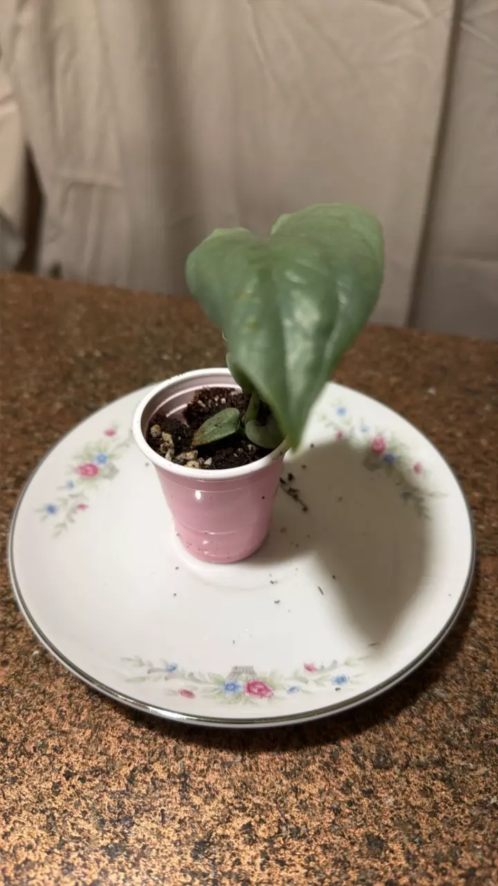 skindaosis, silver hero thumbnail