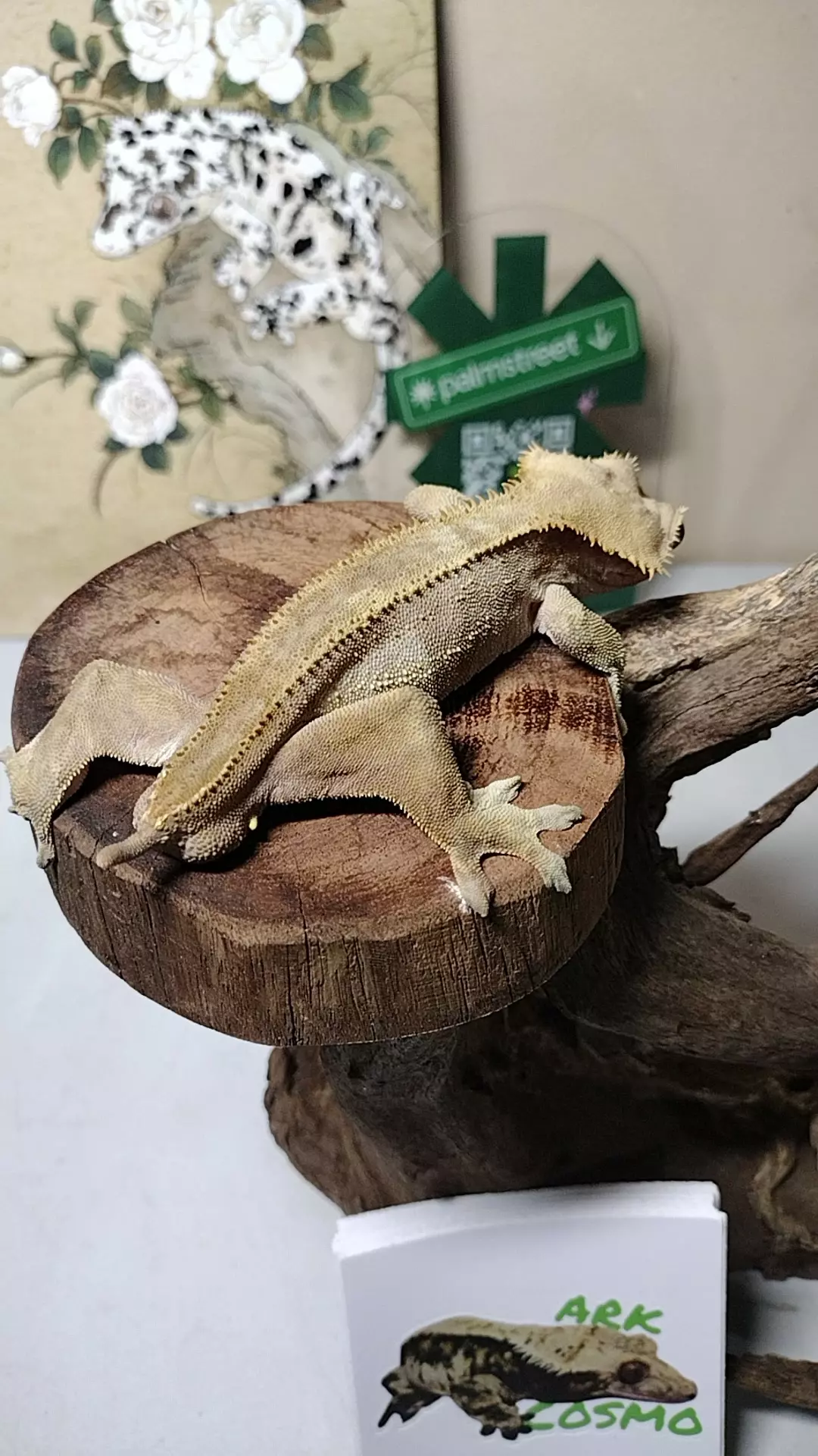 C06 Red phantom (patternless) M 35g thumbnail