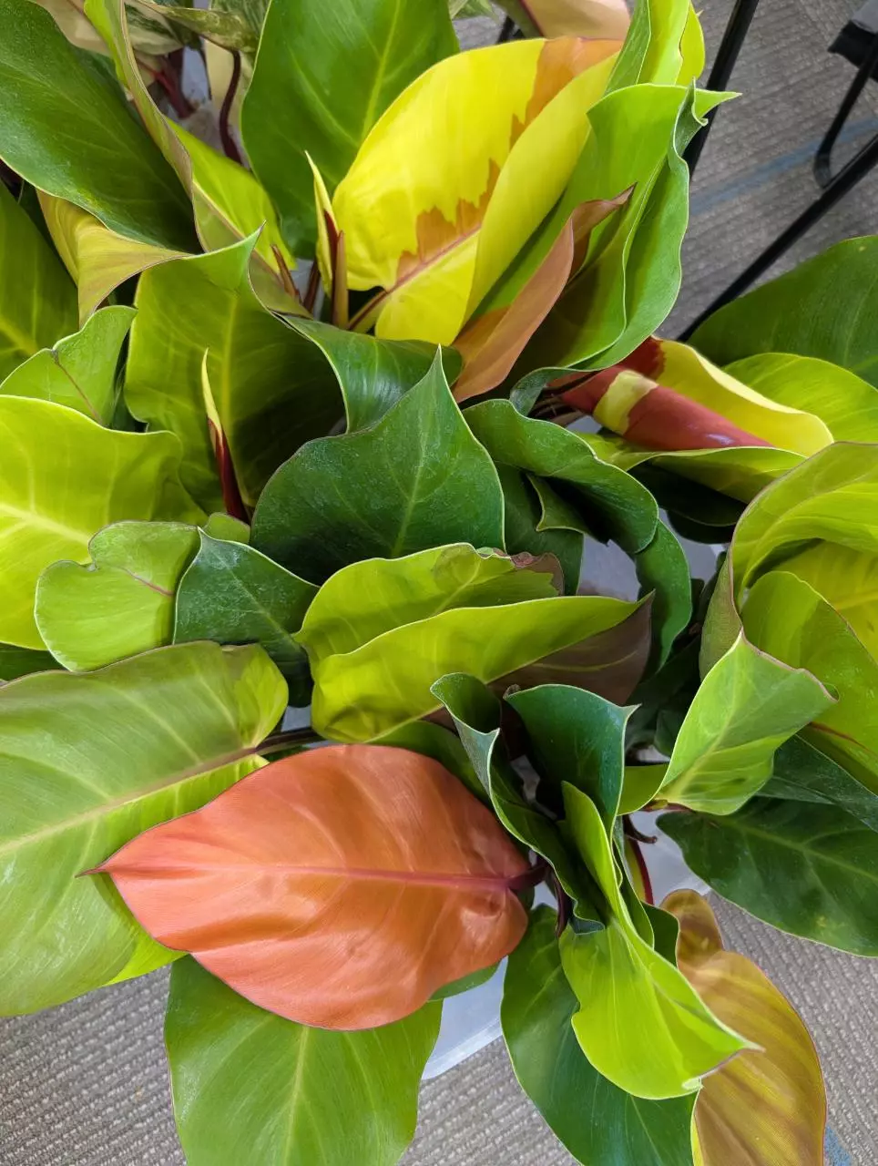 philodendron Yellow Flame, sellers choice thumbnail