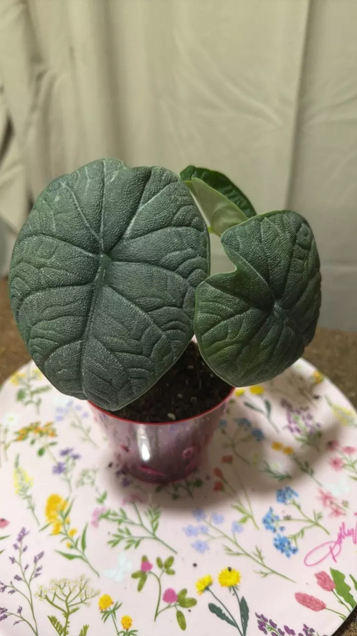 alocasia melo thumbnail