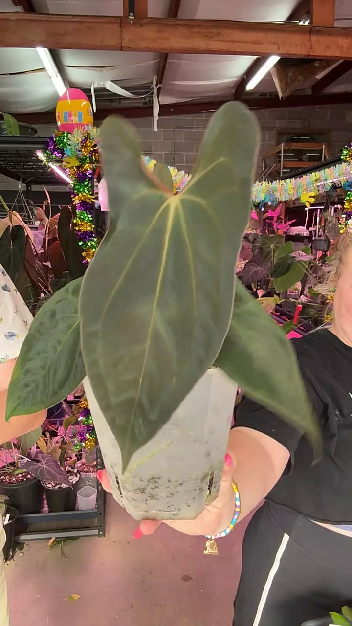 A164 A+ Pap X (Pap 8 x Soul Reaper) thumbnail