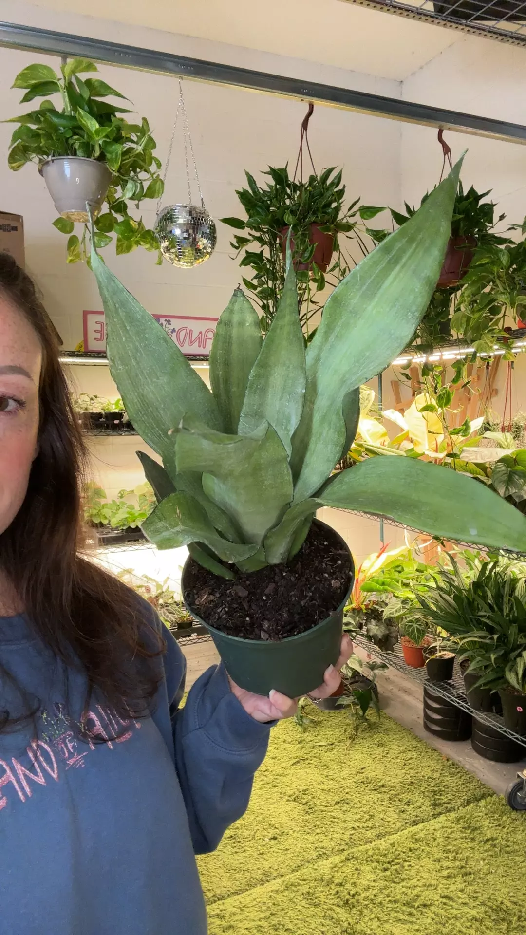 sansevieria moonshine 6” pot thumbnail