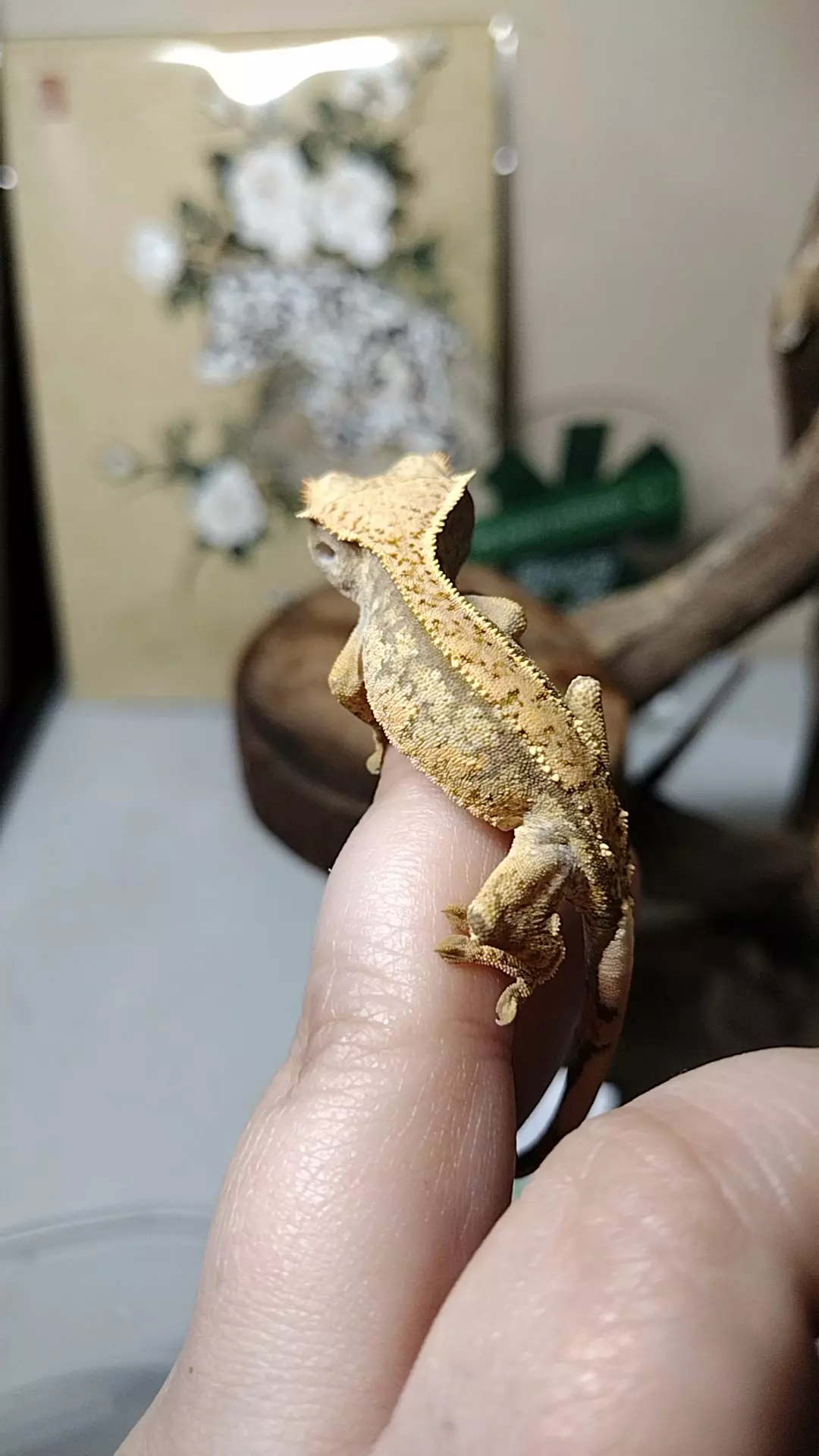 Omega & Monty 06/19/25b npv 5.1g thumbnail