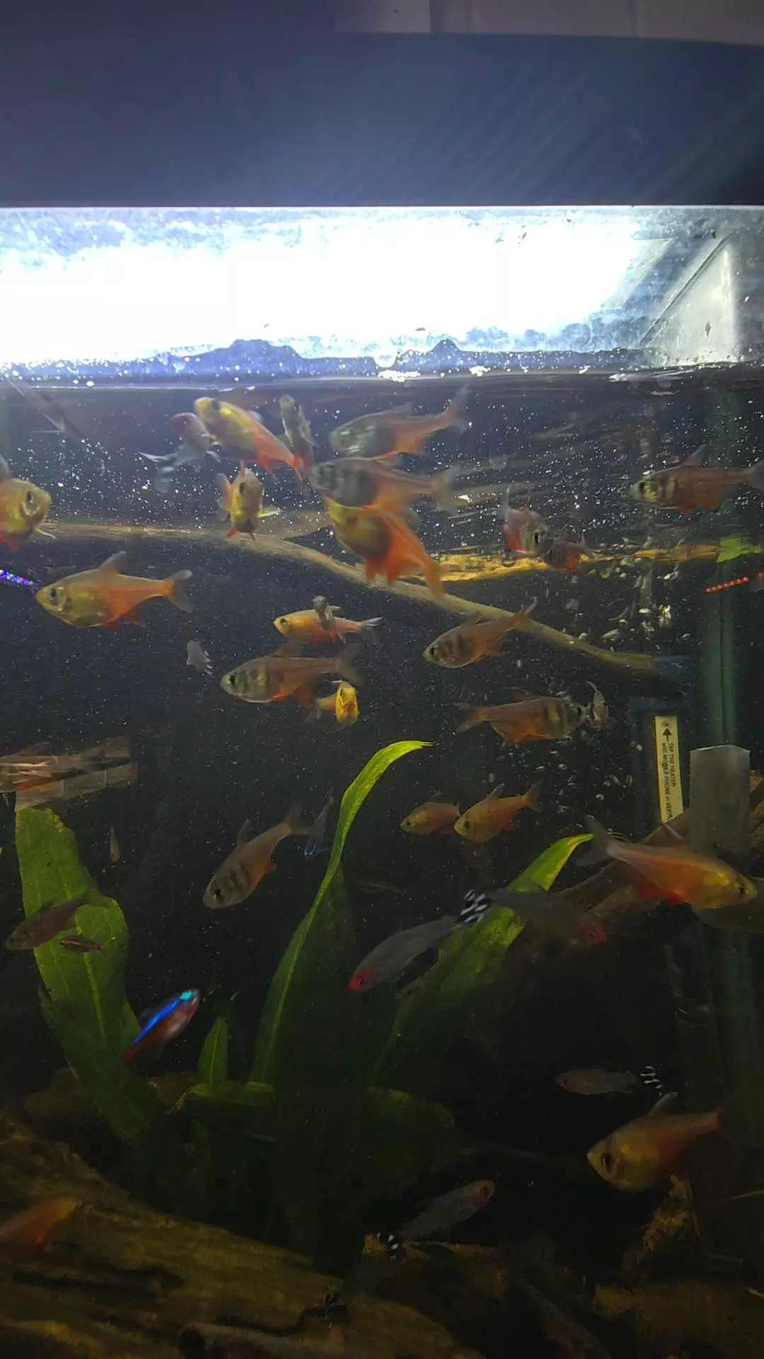 Von Rio (Flame) Tetra ×6 thumbnail