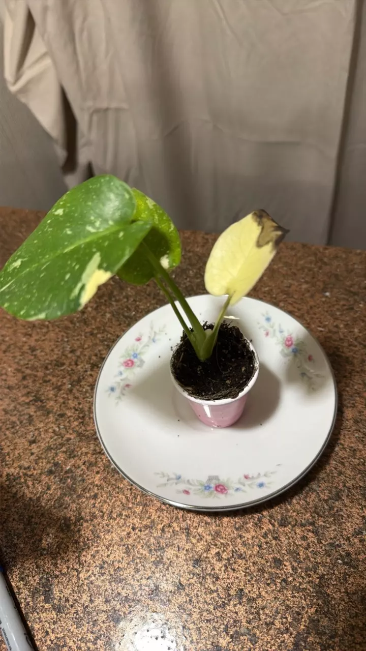 monstera Thai constellation thumbnail