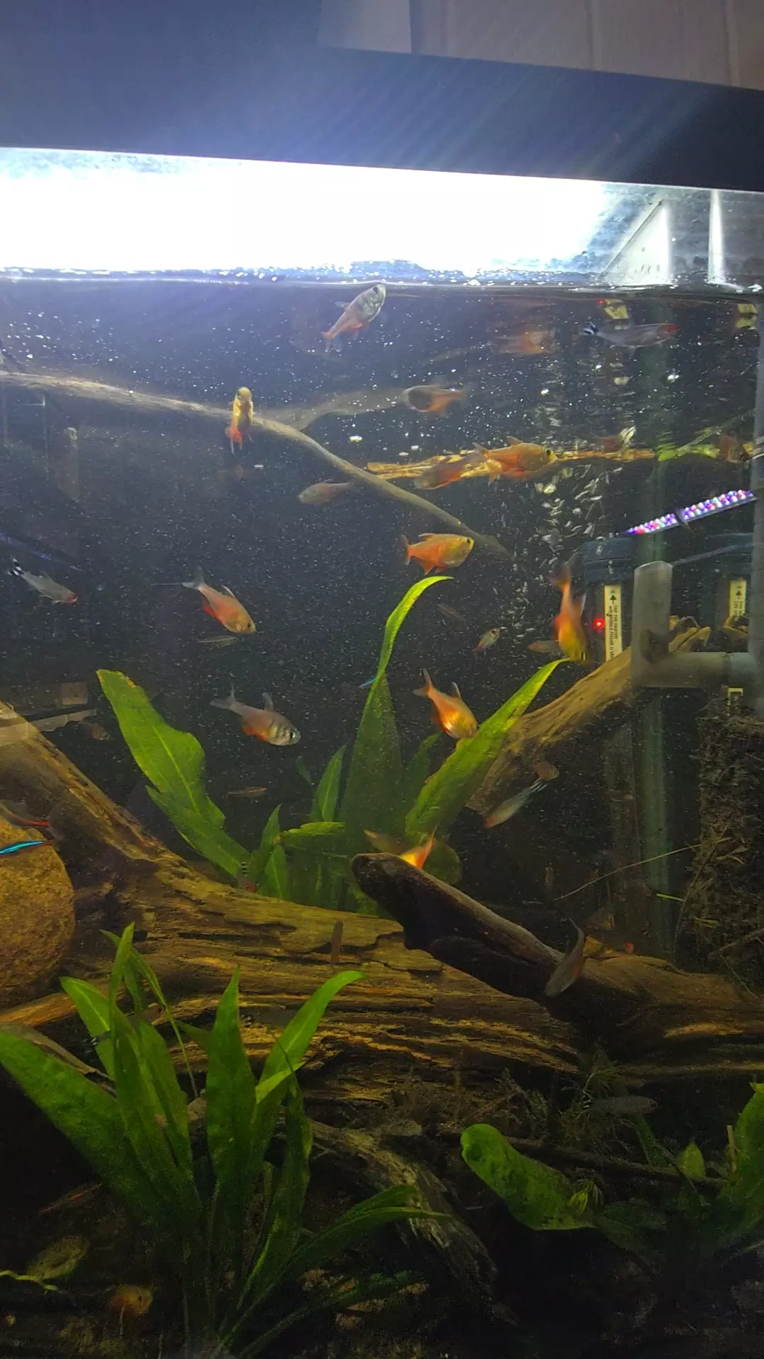 Orange Von Rio Tetra ×6 thumbnail