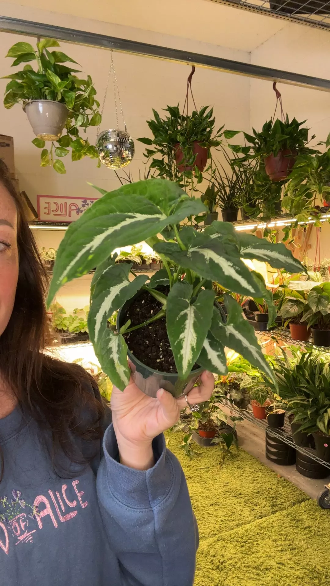 syngonium wendlandii 4” pot thumbnail