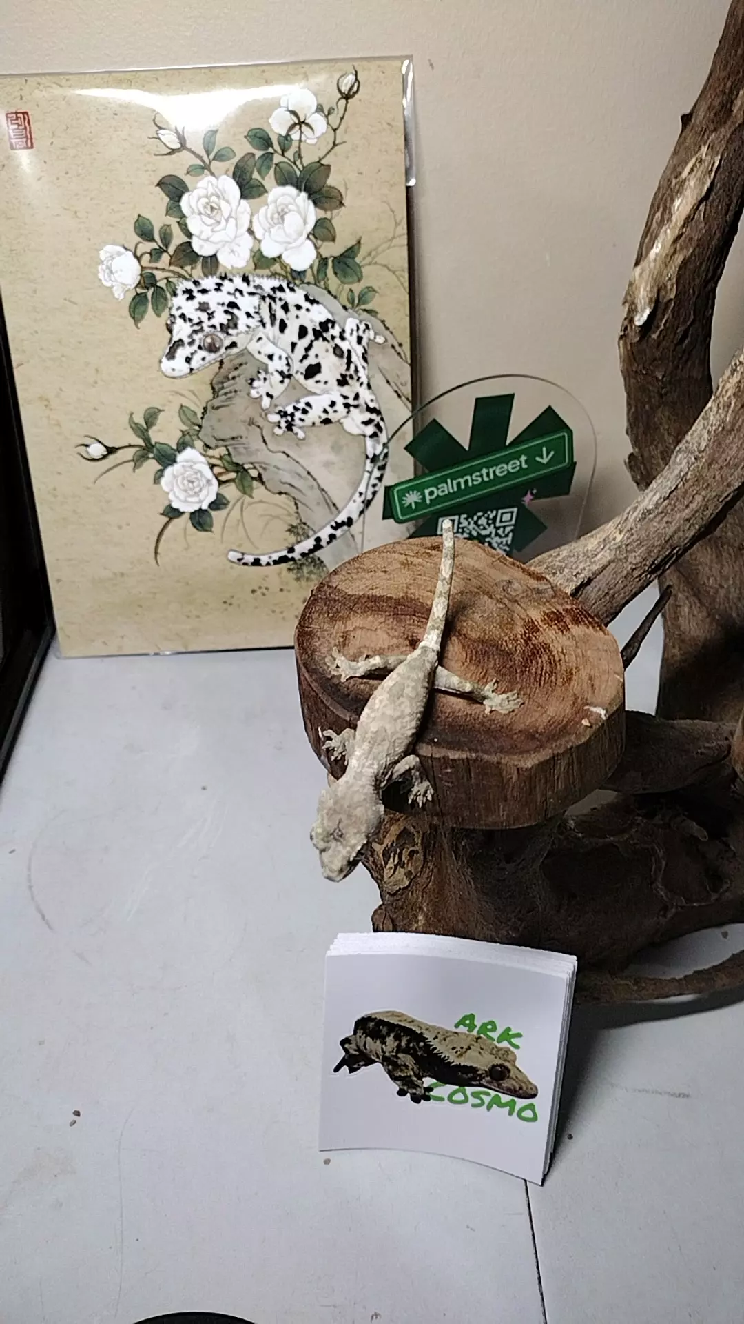 c36 npv chahuoa thumbnail