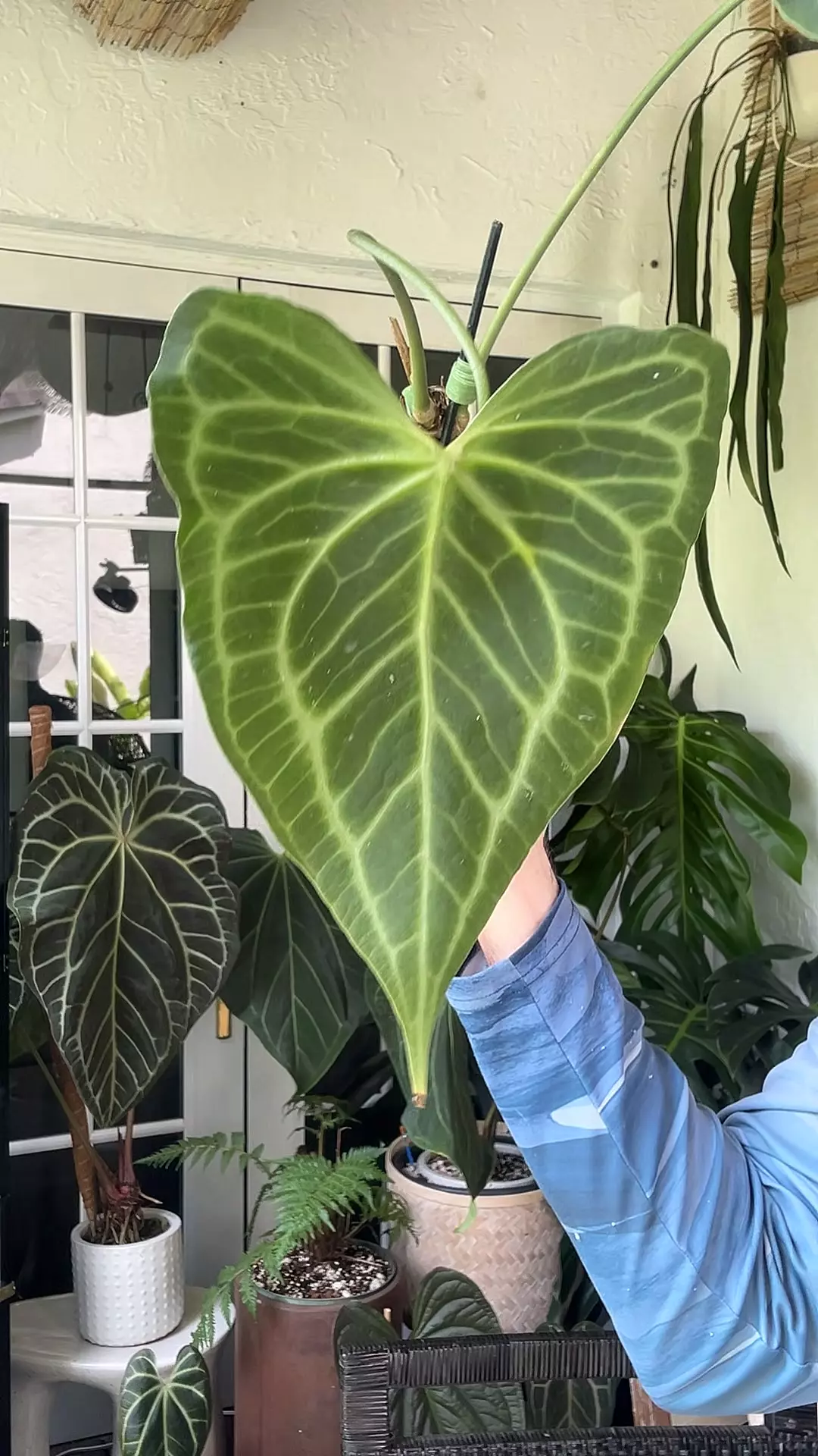 (Fausto/Clari x AOS x (Delta Force)) x Self sprouted seedlin thumbnail