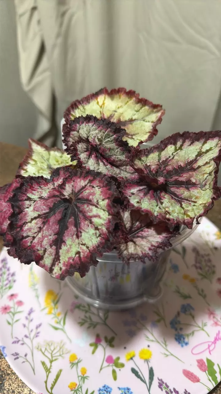 begonia Jurassic red splash thumbnail