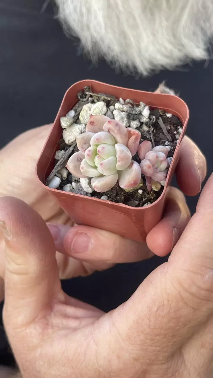 Korean Echeveria 2” thumbnail