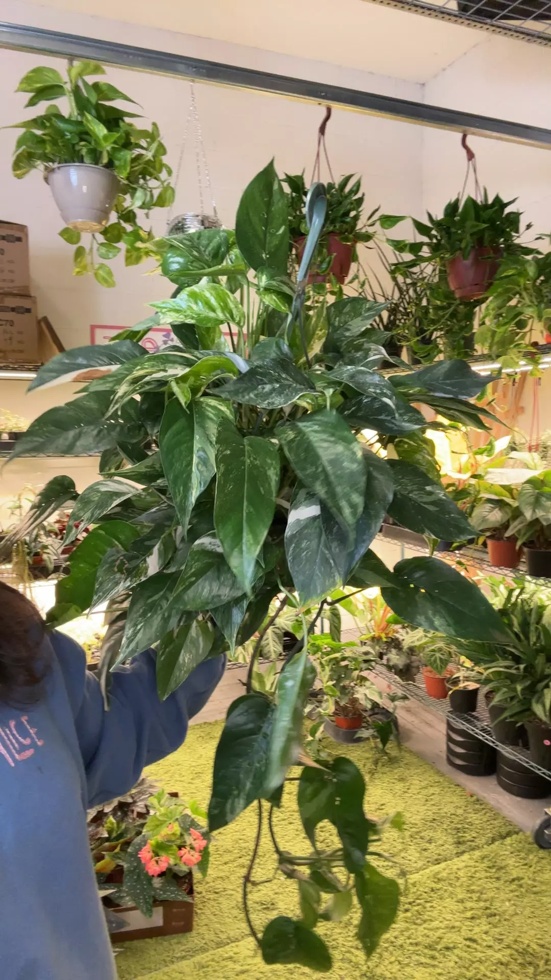 epi pinnatum albo 8” pot XL thumbnail