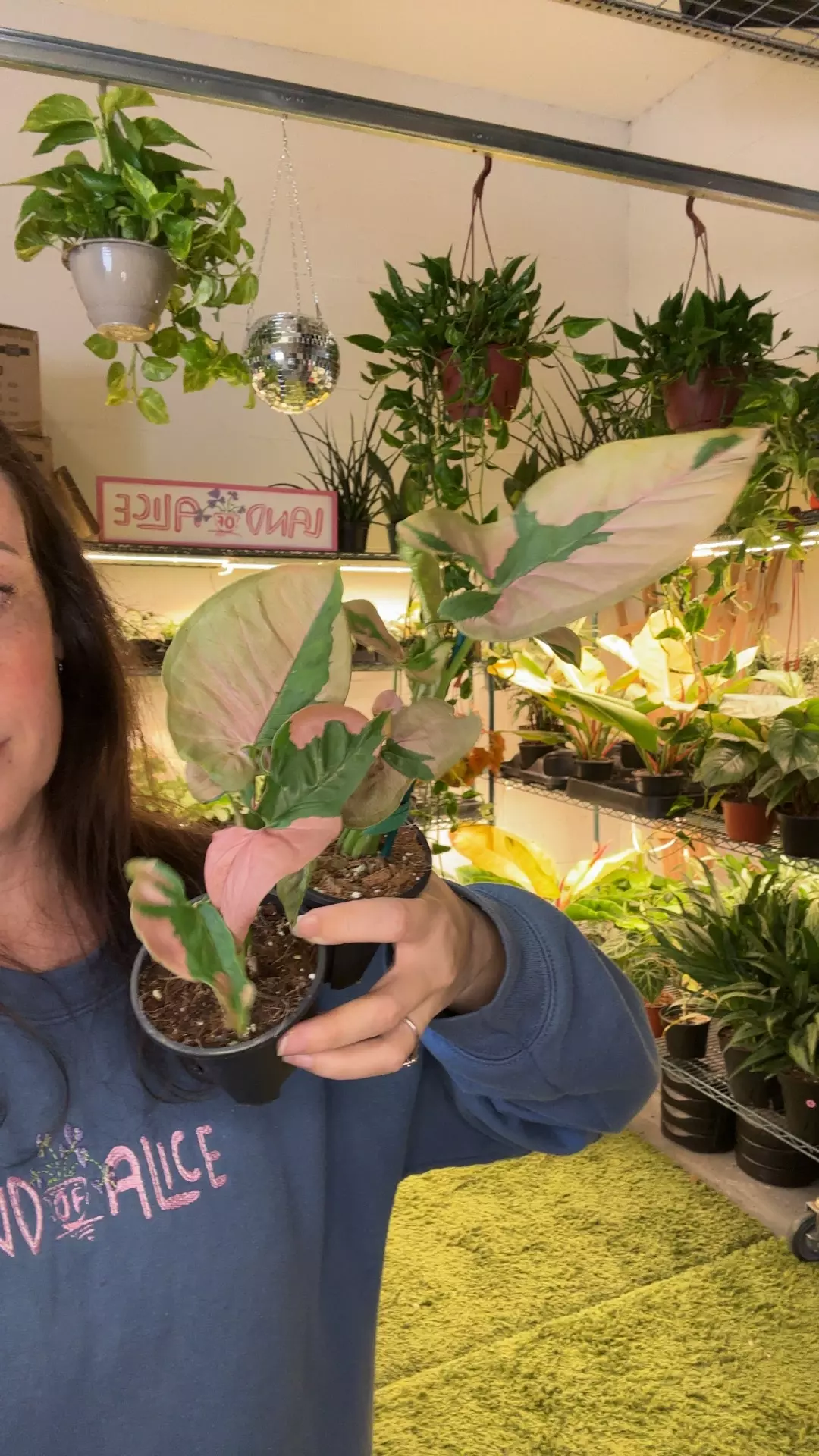 syngonium pink lava thumbnail