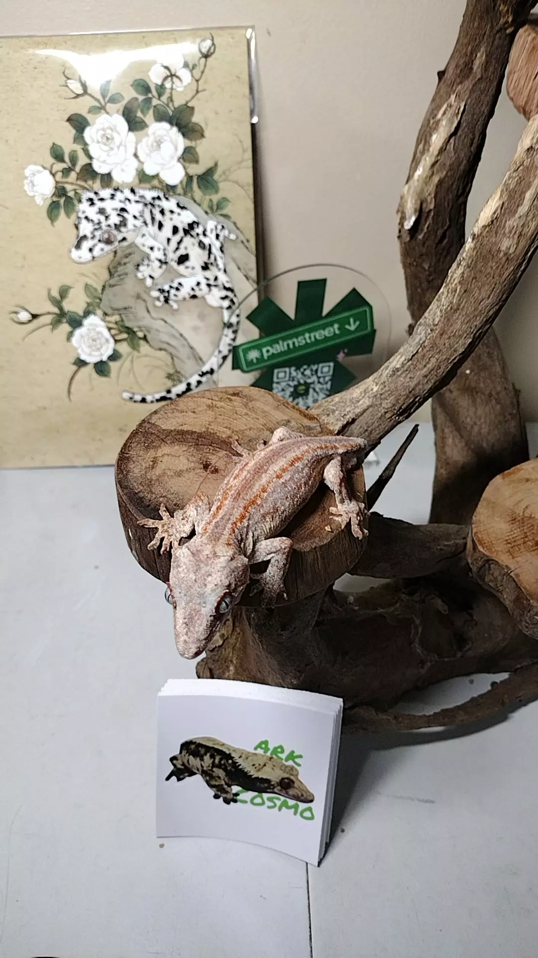 C 17 M garg red stripe pink base 17g thumbnail