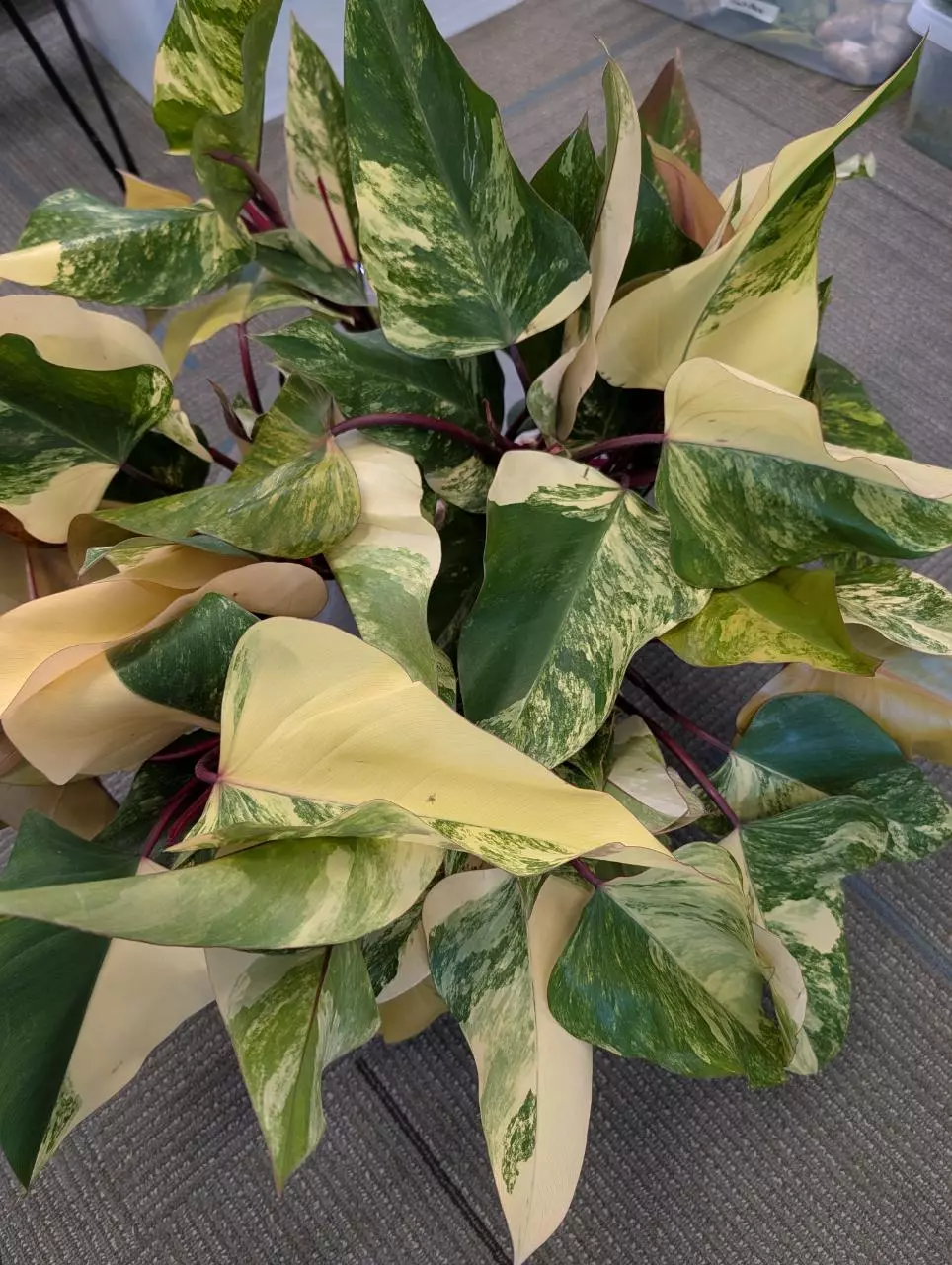 philodendron Strawberry Shake sellers choice thumbnail