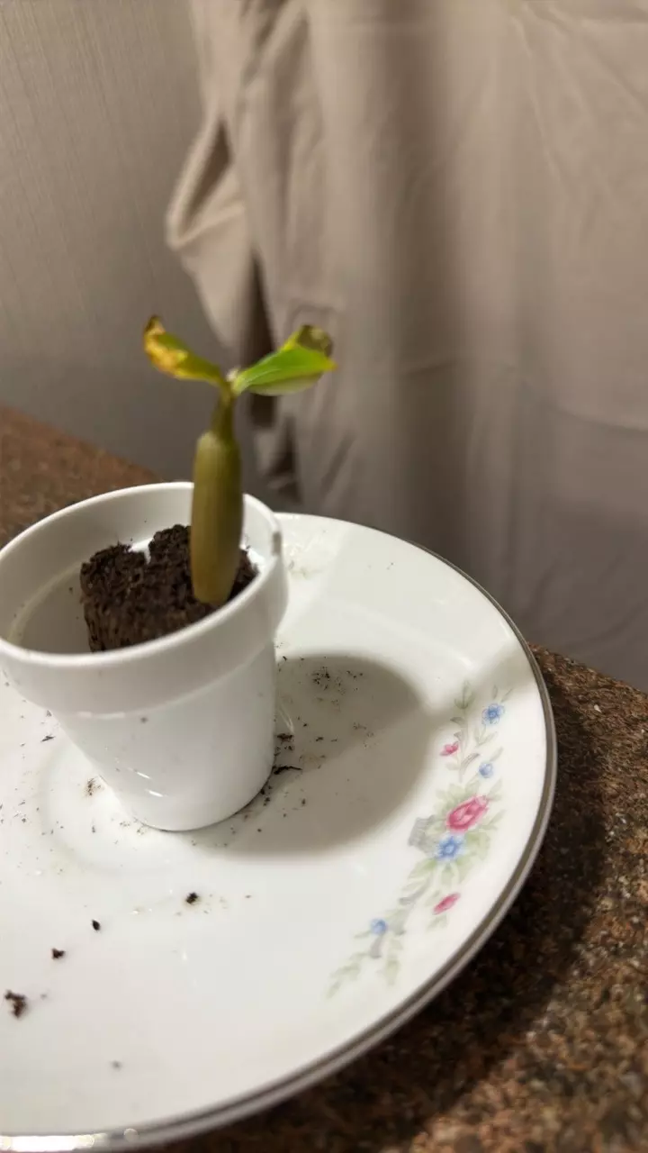 desert rose plug 🥀 thumbnail