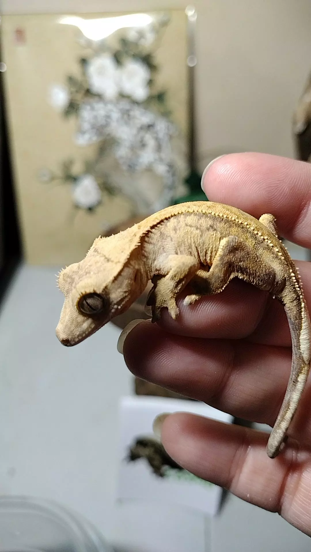 Quill & Cider 05/12/25a M 5.4g thumbnail