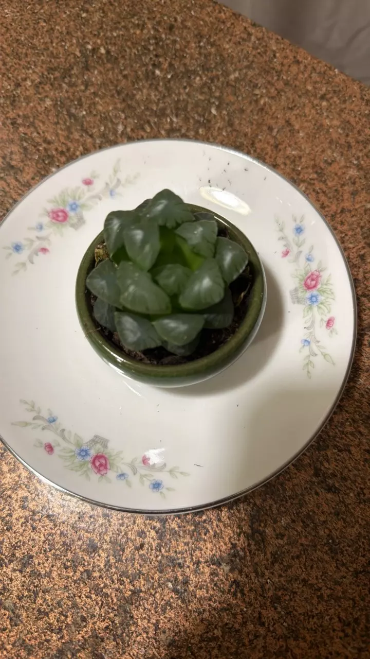 howorthia coopria thumbnail