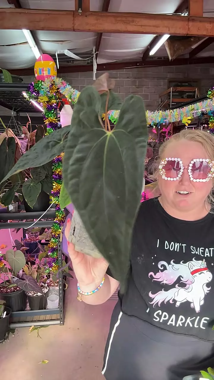 A165 A+ Pap X (Pap 8 x Soul Reaper) thumbnail