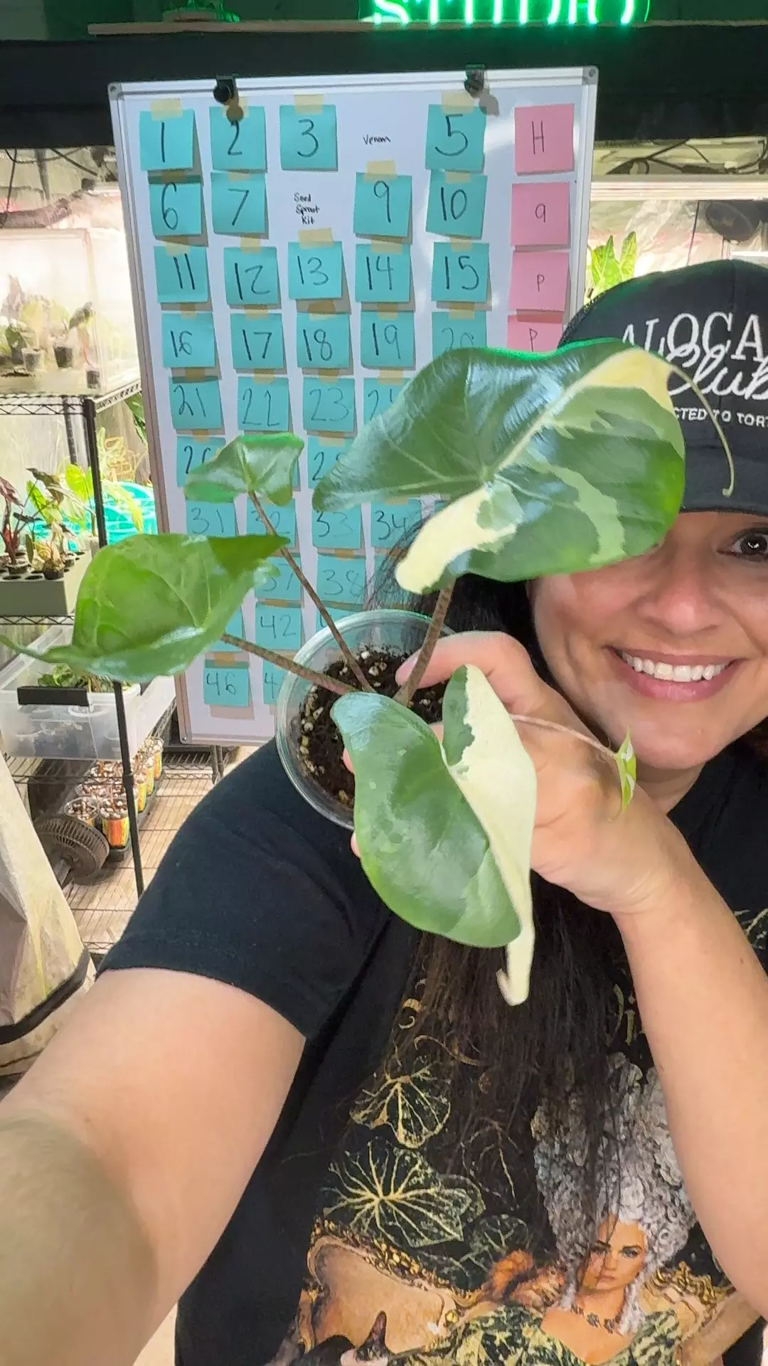 Albo stingray plant thumbnail