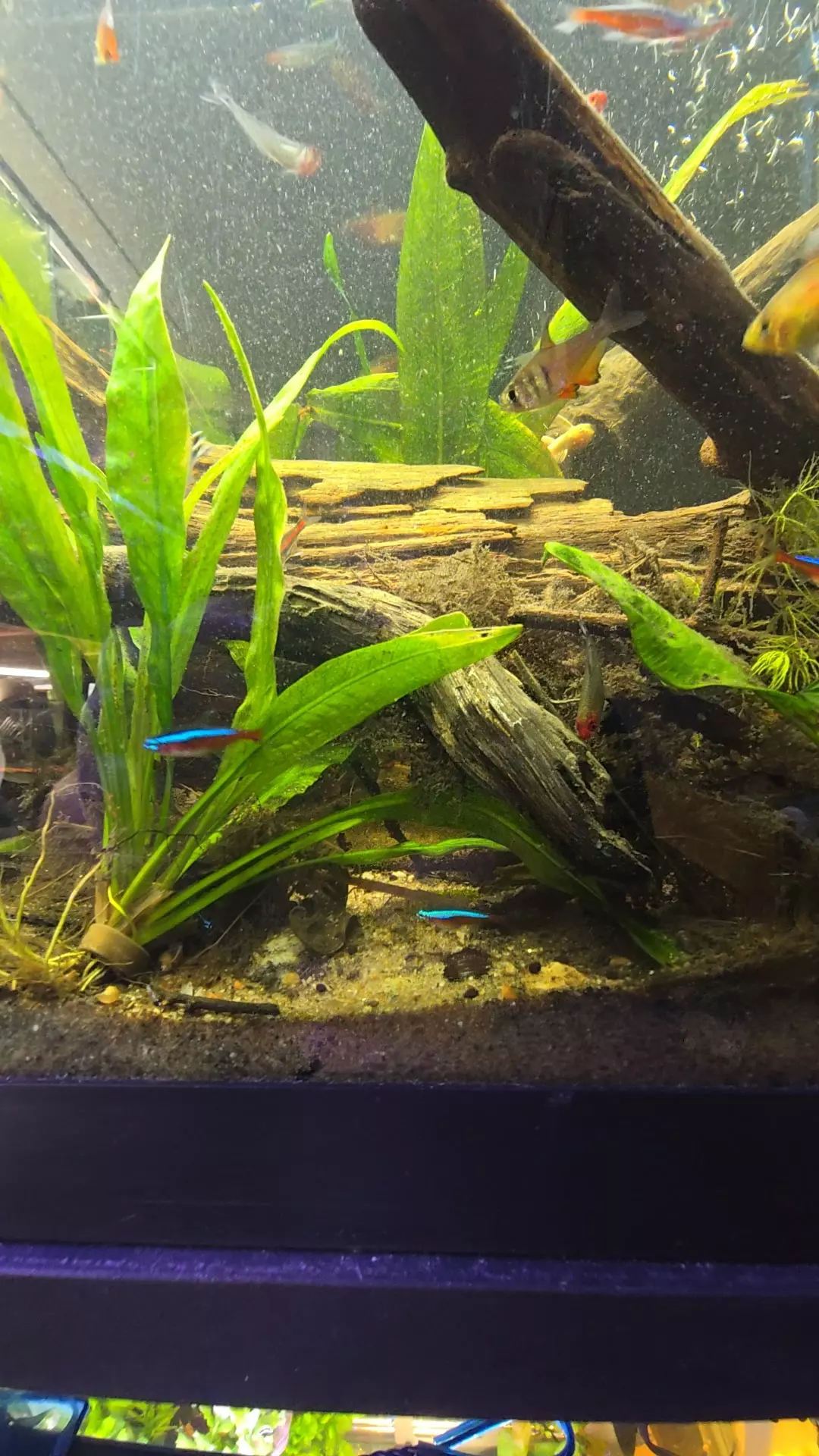 Cardinal Tetra ×6 thumbnail