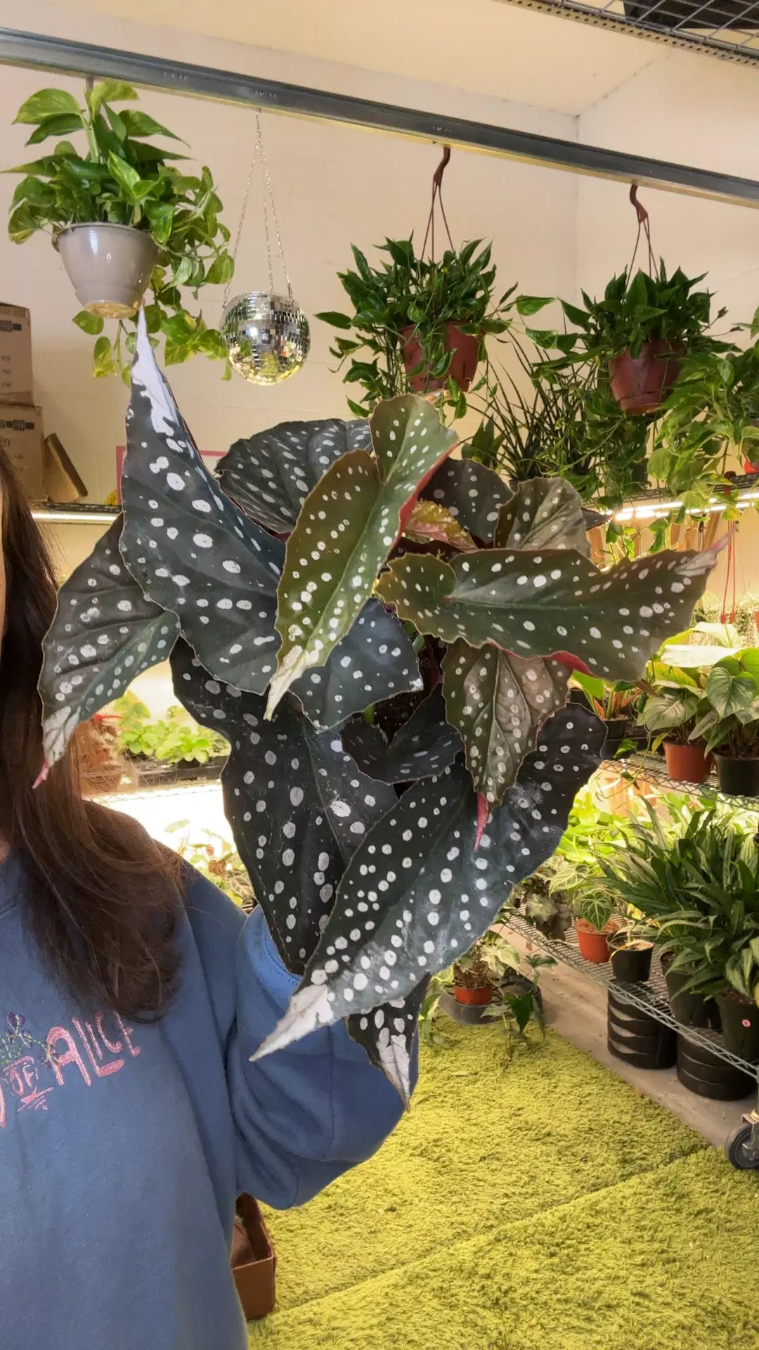 angel wing Harmony’s diva 6” pot thumbnail