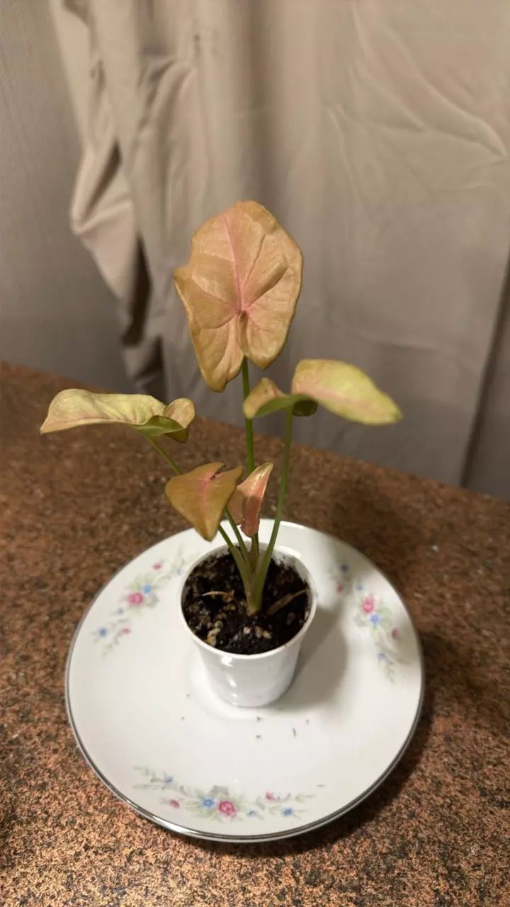 singonium strawberry cream thumbnail